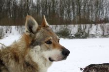 Bandit ¦ 11.01.2010