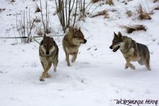 Shakira, Bandit & Chunami ¦ 15.02.2010