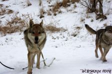 Bandit ¦ 15.02.2010