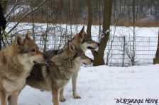 Bandit, Shakira & Chunami ¦ 15.02.2010