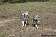 Chunami & Shakira  ¦ 16.05.2010