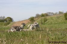Shakira & Chunami ¦ 24.04.2010
