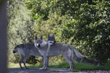 Delphi & Chunami ¦ 01.09.2011