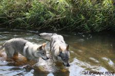Delphi & Chunami ¦ 01.09.2011