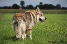 Bandit ¦ 01.09.2011