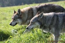 Bandit & Shakira ¦ 02.10.2011