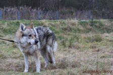 Bandit ¦ 08.12.2011