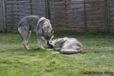 Chunami & Shakira ¦ 09.04.2011