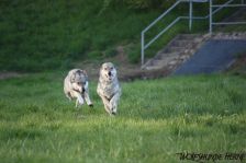 Chunami & Shakira ¦ 09.04.2011