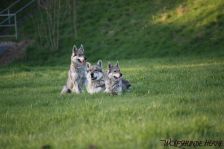 Chunami, Bandit & Shakira ¦ 09.04.2011