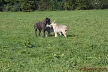 auf der Hundewiese ¦ 09.10.2011