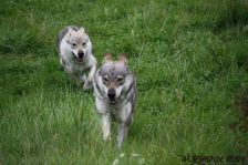 Delphi & Chunami ¦ 14.08.2011