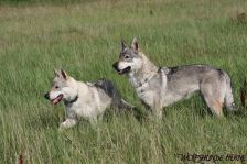 Delphi & Chunami ¦ 14.08.2011