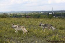Delphi & Chunami ¦ 18.09.2011