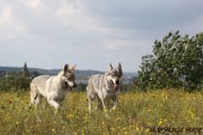 Delphi & Chunami ¦ 18.09.2011