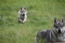 Delphi & Chunami ¦ 18.09.2011