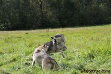 Delphi & Chunami ¦ 18.09.2011