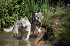 Delphi & Shakira ¦ 20.08.2011