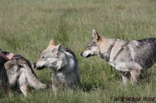 Delphi & Chunami ¦ 20.08.2011
