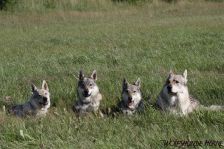 Delphi, Chunami, Shakira & Bandit ¦ 20.08.2011