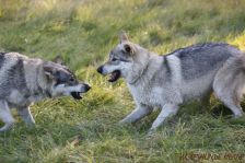 Chunami & Delphi ¦ 22.10.2011
