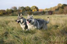 Chunami & Delphi ¦ 30.10.2011