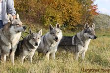 Bandit, Shakira, Delphi & Chunami ¦ 30.10.2011