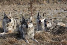 Bandit, Chunami, Delphi & Shakira ¦ 05.02.2012