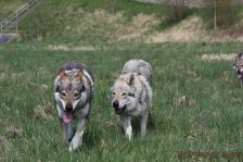 Chunami & Delphi ¦ 06.04.2012