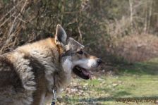 Bandit ¦ 06.04.2012