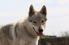 Delphi ¦ 08.04.2012