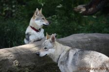 Easy & Delphi ¦ 10.06.2012