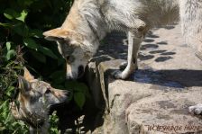 Easy & Delphi ¦ 10.06.2012