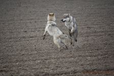 Delphi & Chunami ¦ 13.05.2012