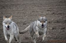 Delphi & Chunami ¦ 13.05.2012
