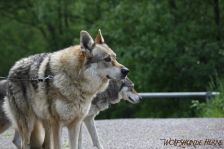 Bandit ¦ 13.05.2012