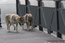 Delphi & Chunami ¦ 14.04.2012