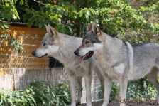 Delphi & Chunami ¦ 19.05.2012