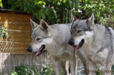 Delphi & Chunami ¦ 19.05.2012