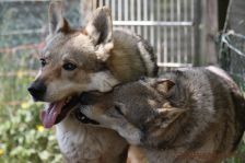 Bandit & Shakira ¦ 19.05.2012