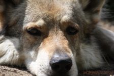 Bandit ¦ 19.05.2012