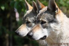 Chunami & Delphi ¦ 19.05.2012