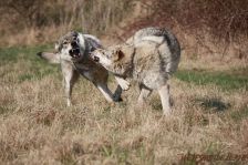 Chunami & Delphi ¦ 21.03.2012