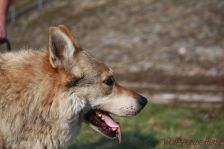 Bandit ¦ 21.03.2012