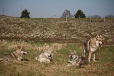 Chunami, Delphi, Shakira & Bandit ¦ 21.03.2012
