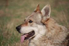Bandit ¦ 21.03.2012