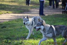 Delphi & Shakira ¦ 21.10.2012