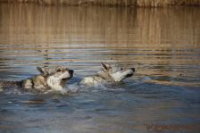 Bandit & Delphi ¦ 24.03.2012