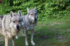 Bandit & Shakira ¦ 25.07.2012