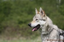 Delphi ¦ 27.04.2012